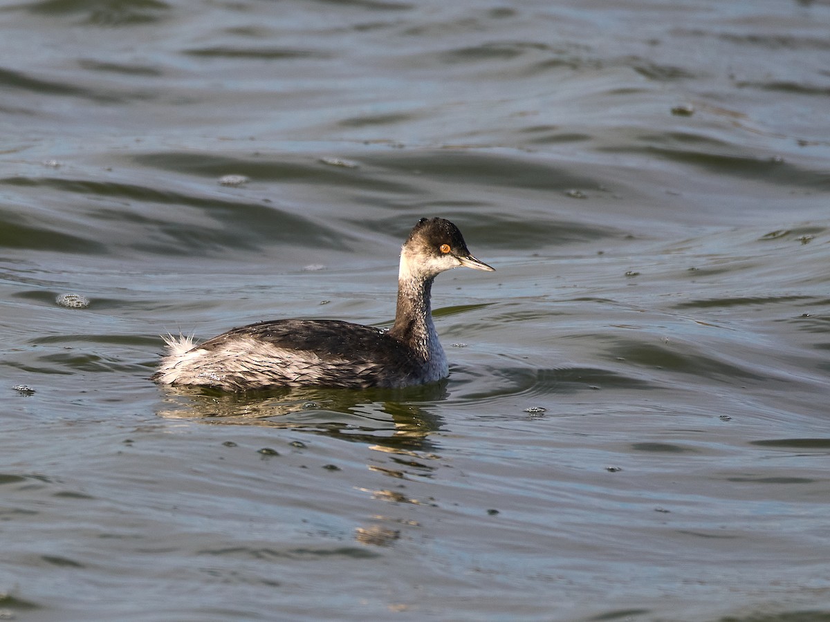 Kara Boyunlu Batağan - ML644906574