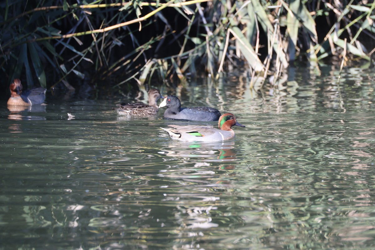אגמית אמריקנית - ML644906582