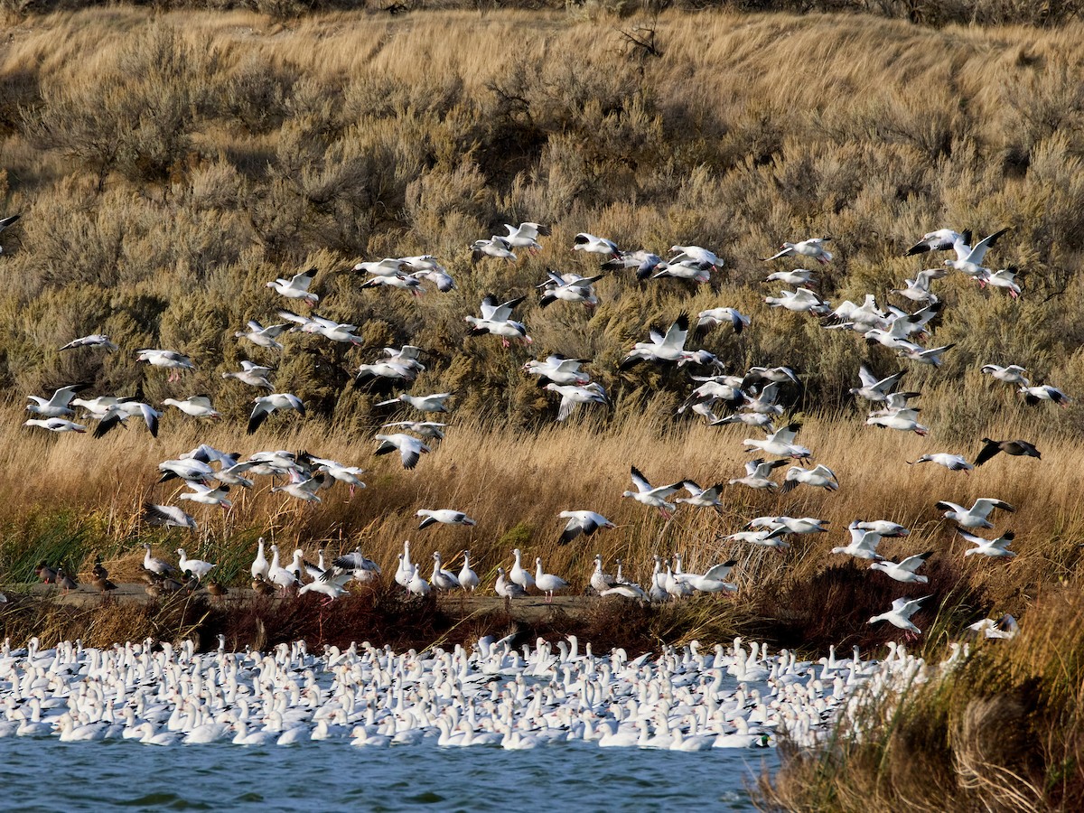 Kar Kazı - ML644906584