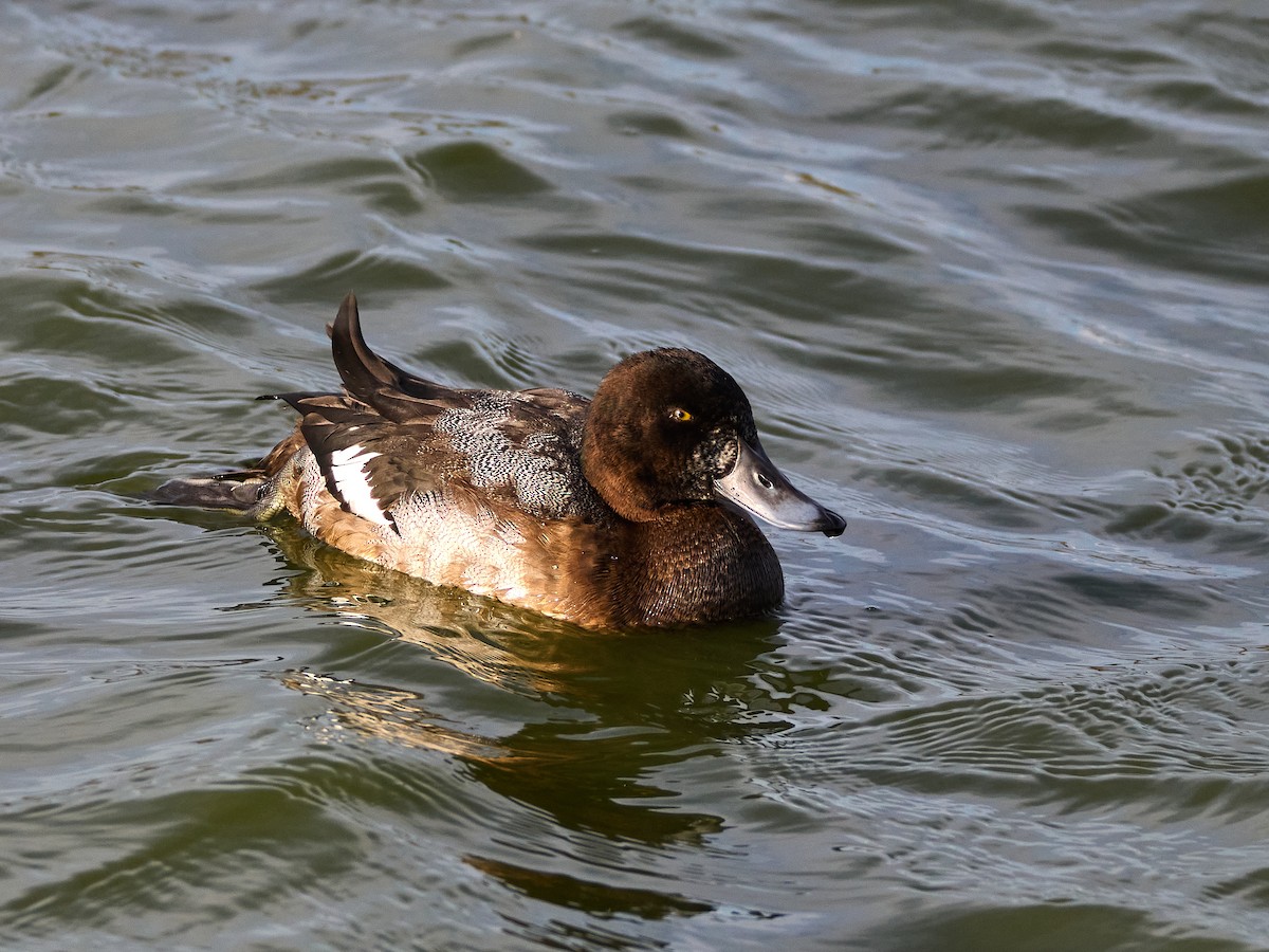 Karabaş Patka - ML644906601