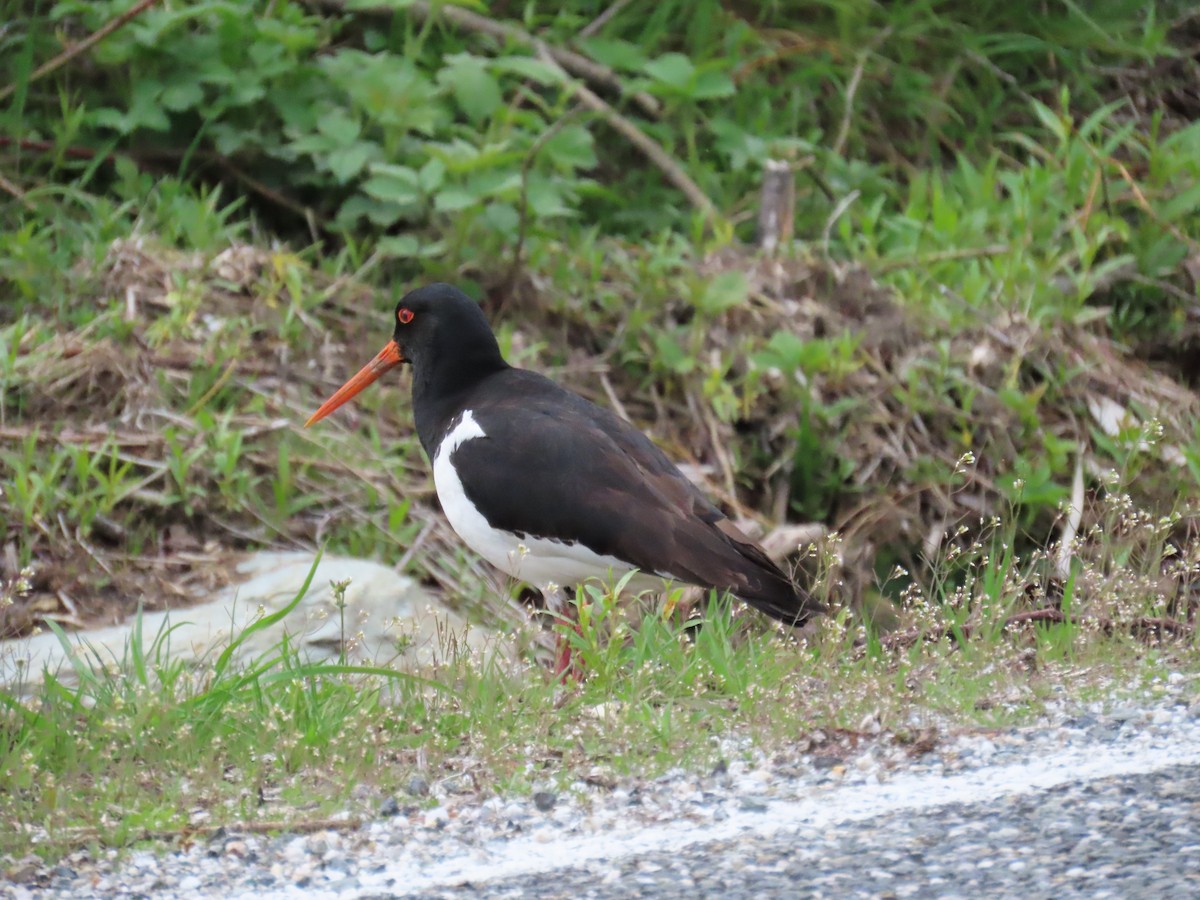 South Island Oystercatcher - ML644906602