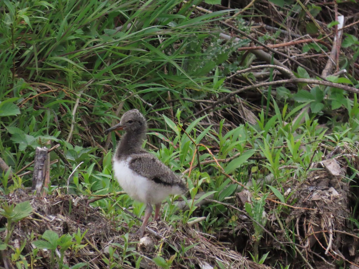 South Island Oystercatcher - ML644906603