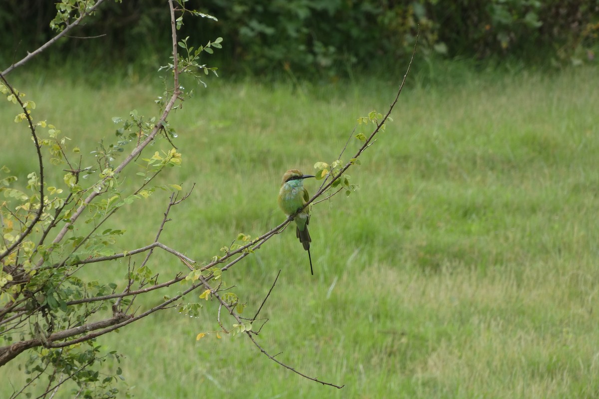 Asian Green Bee-eater - ML644906607