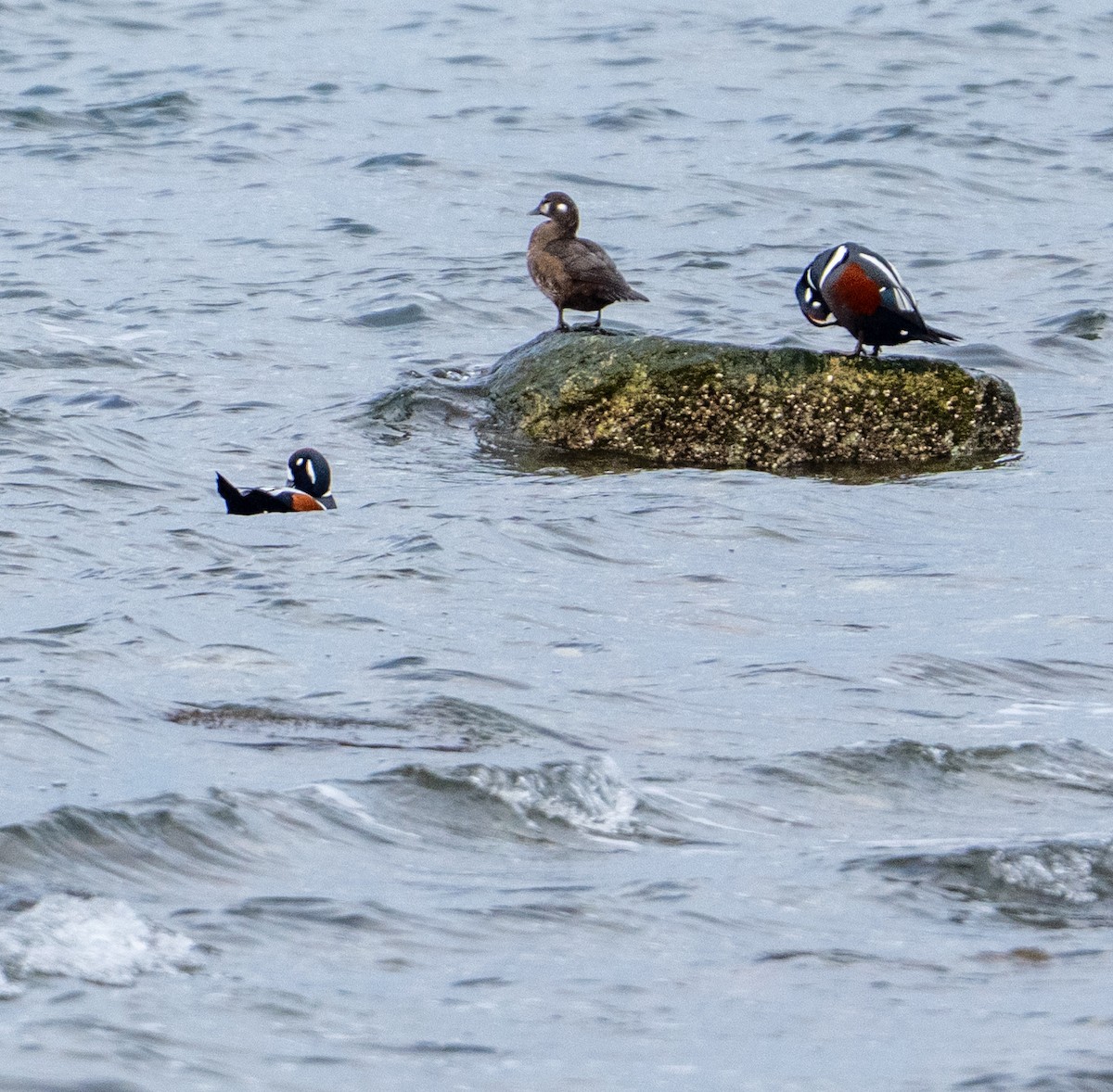 Harlequin Duck - ML644906608