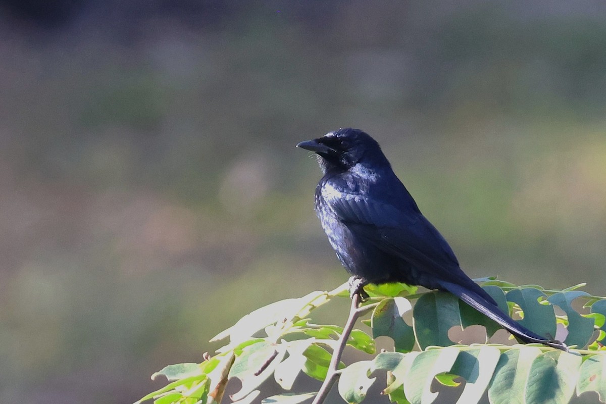 Black Drongo - ML644906615
