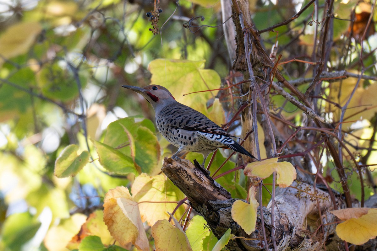 Northern Flicker - ML644906616