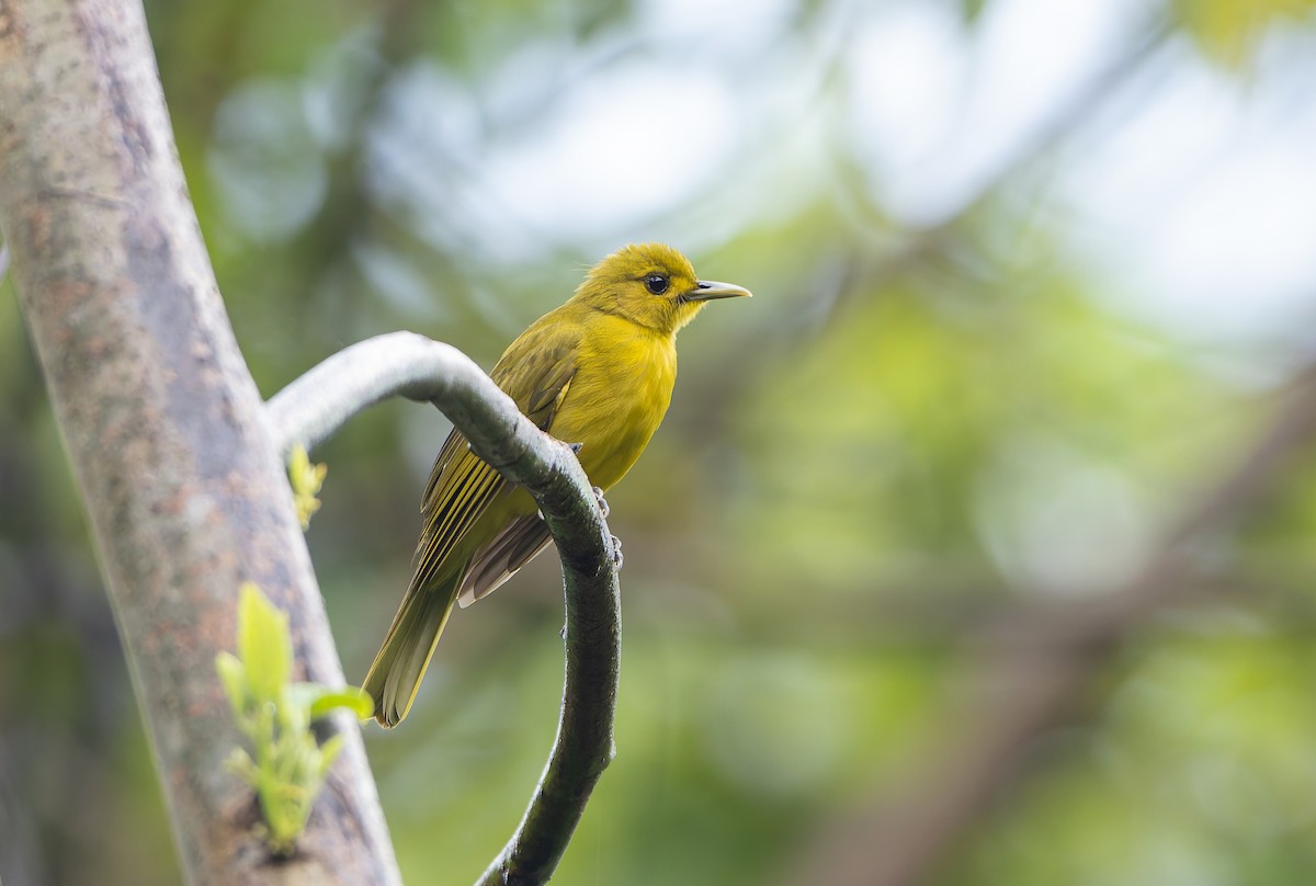 Obi Golden-Bulbul - ML644906617