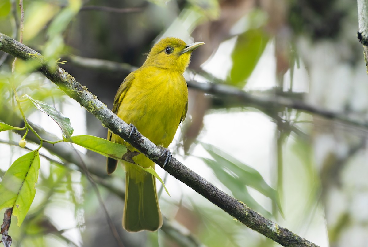 Obi Golden-Bulbul - ML644906618