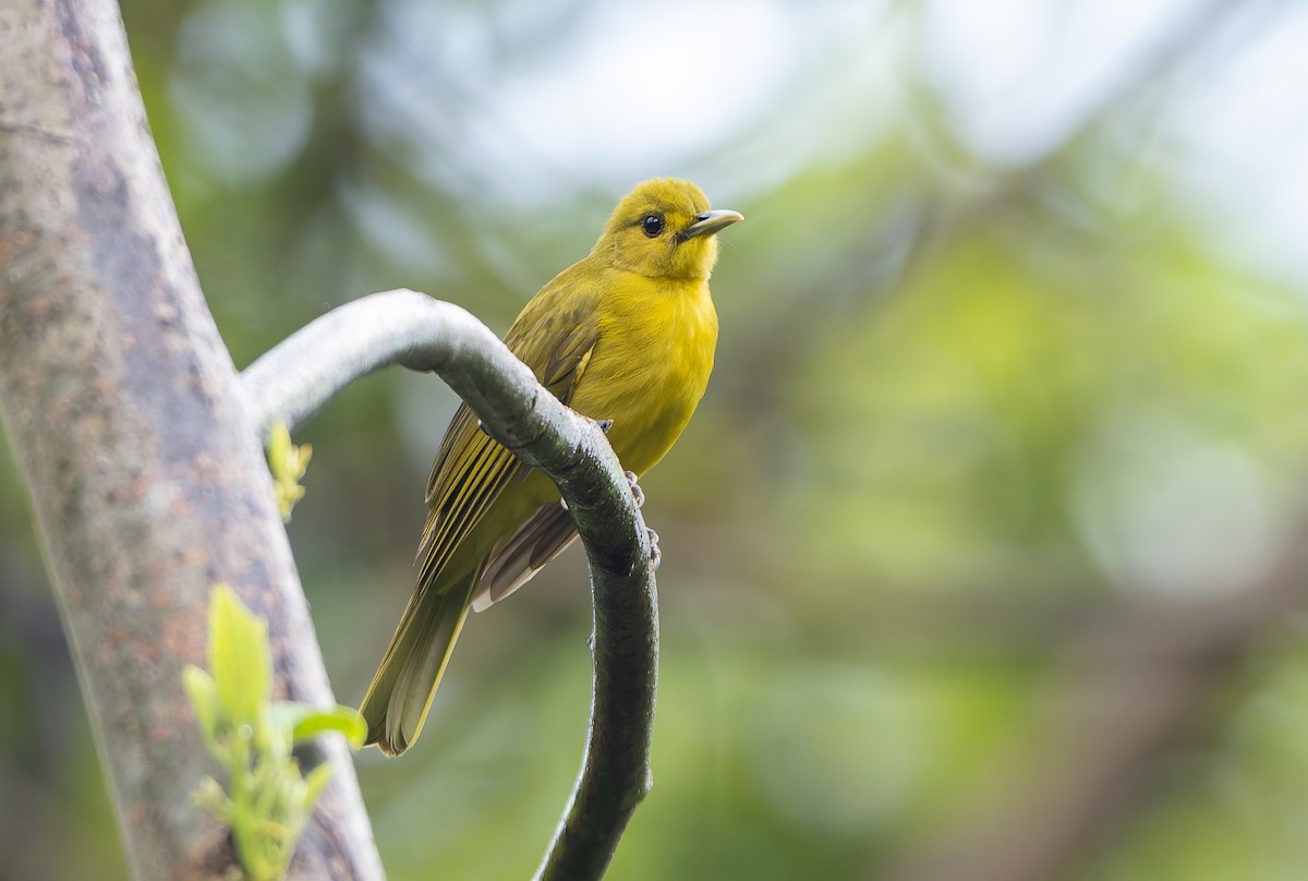 Obi Golden-Bulbul - ML644906619