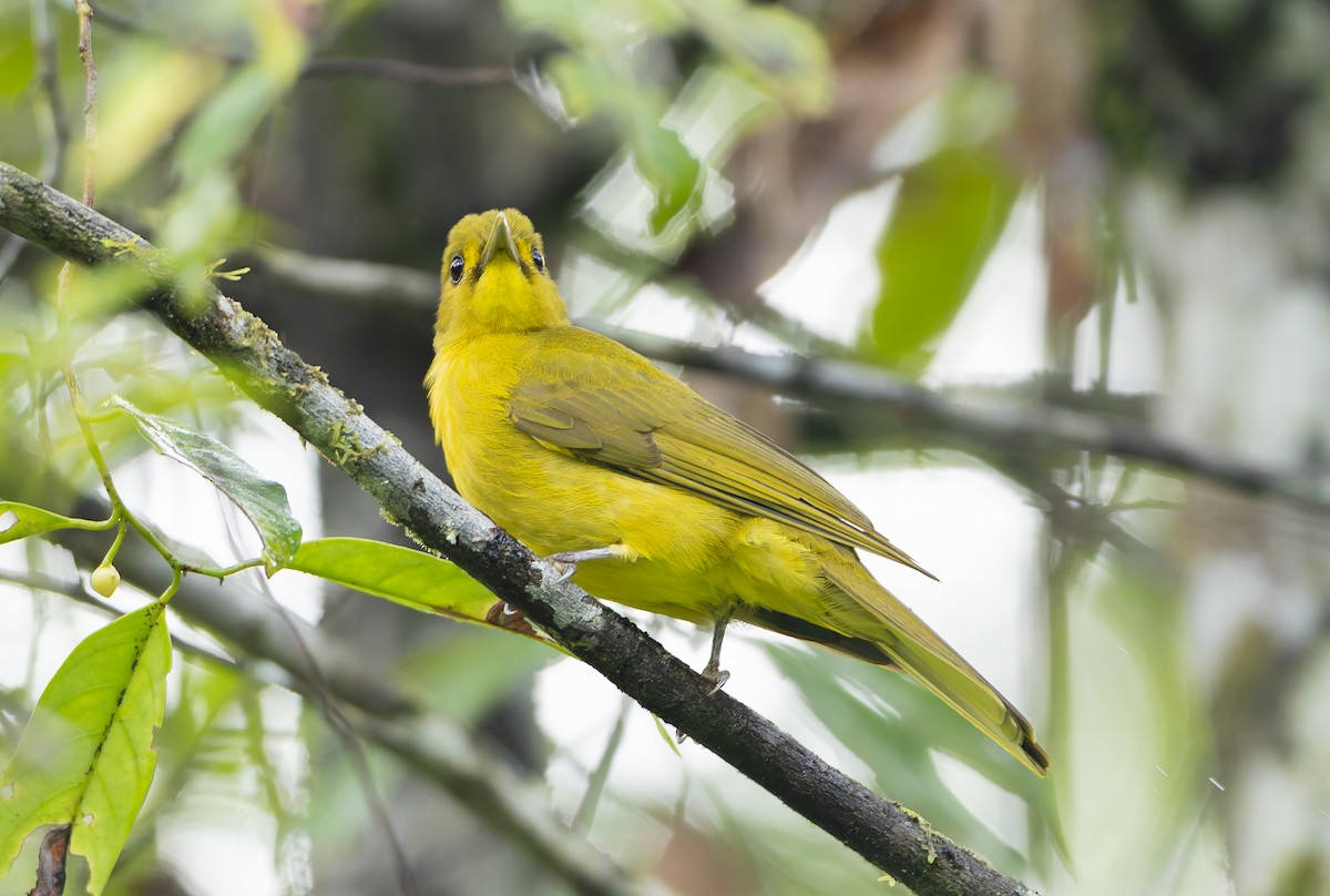 Obi Golden-Bulbul - ML644906620