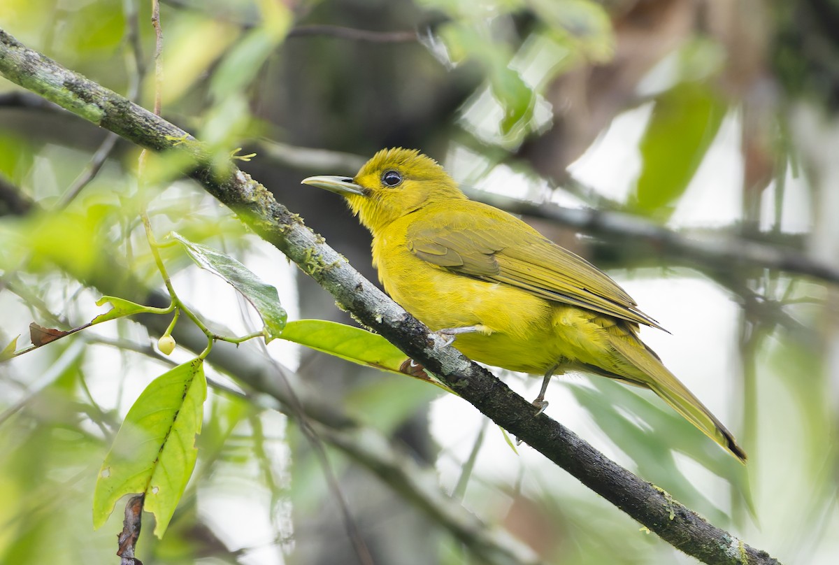 Obi Golden-Bulbul - ML644906621