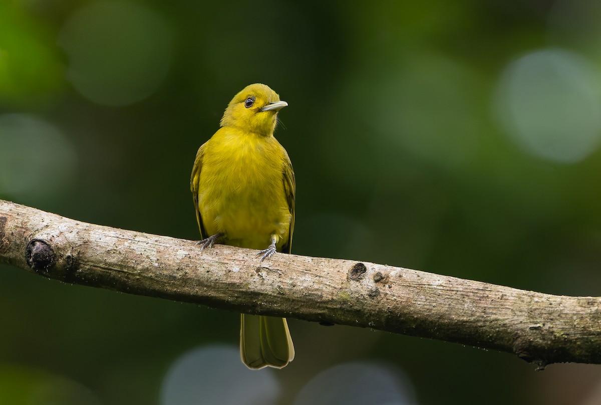 Obi Golden-Bulbul - ML644906622