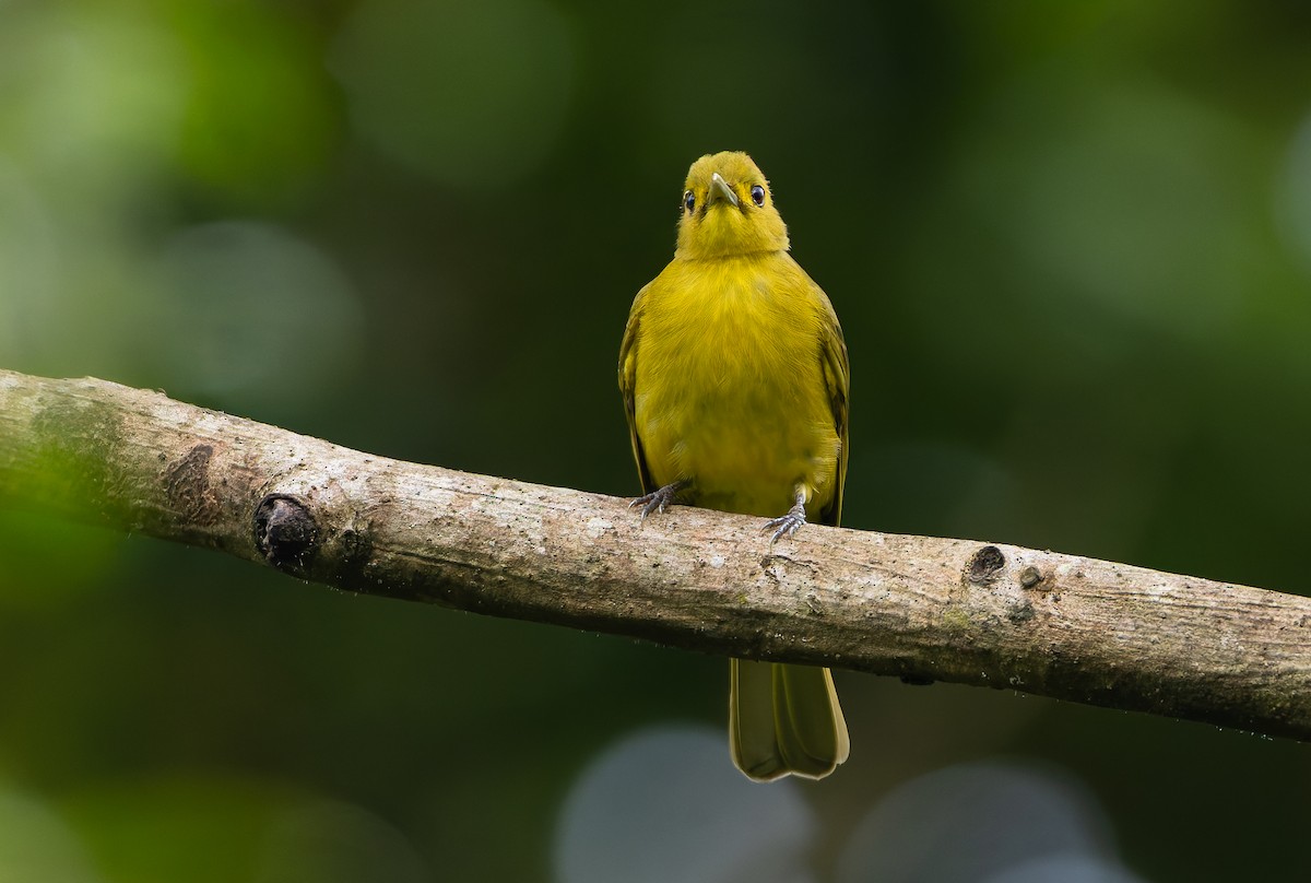 Obi Golden-Bulbul - ML644906623