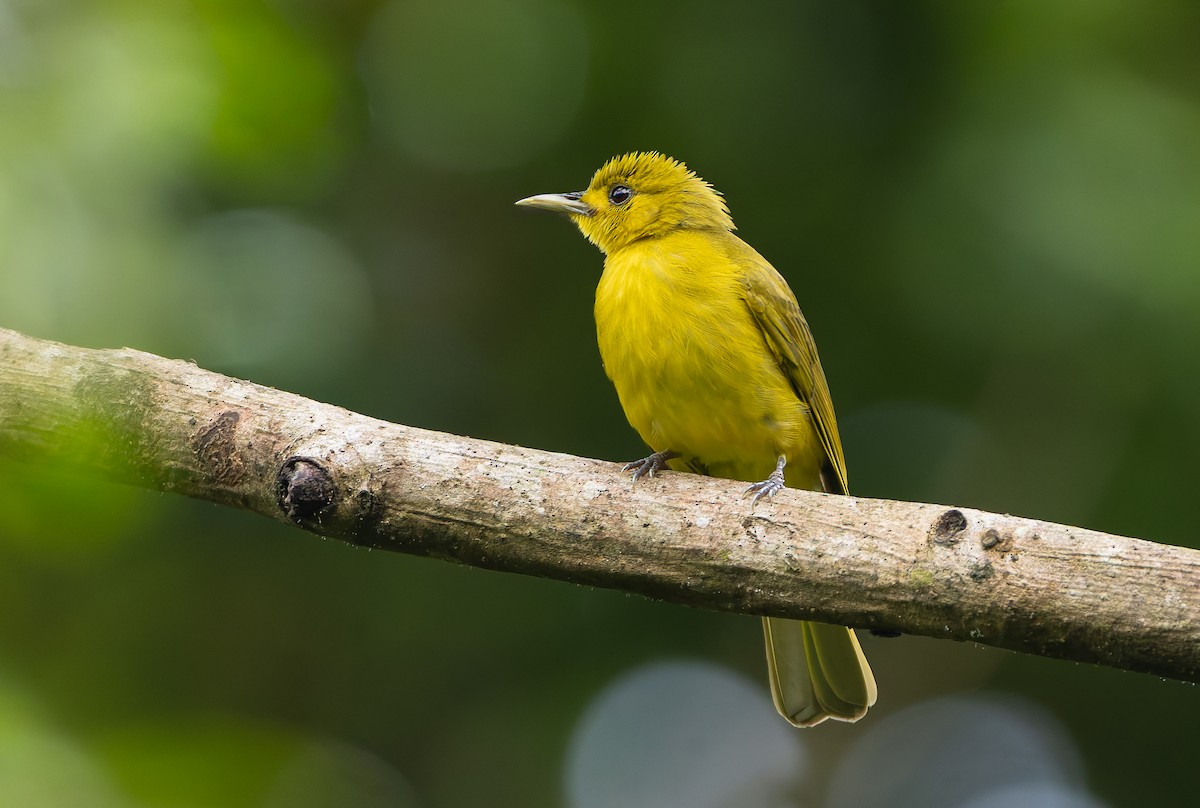 Obi Golden-Bulbul - ML644906624