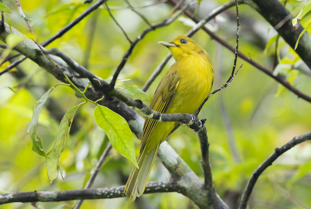 Obi Golden-Bulbul - ML644906625