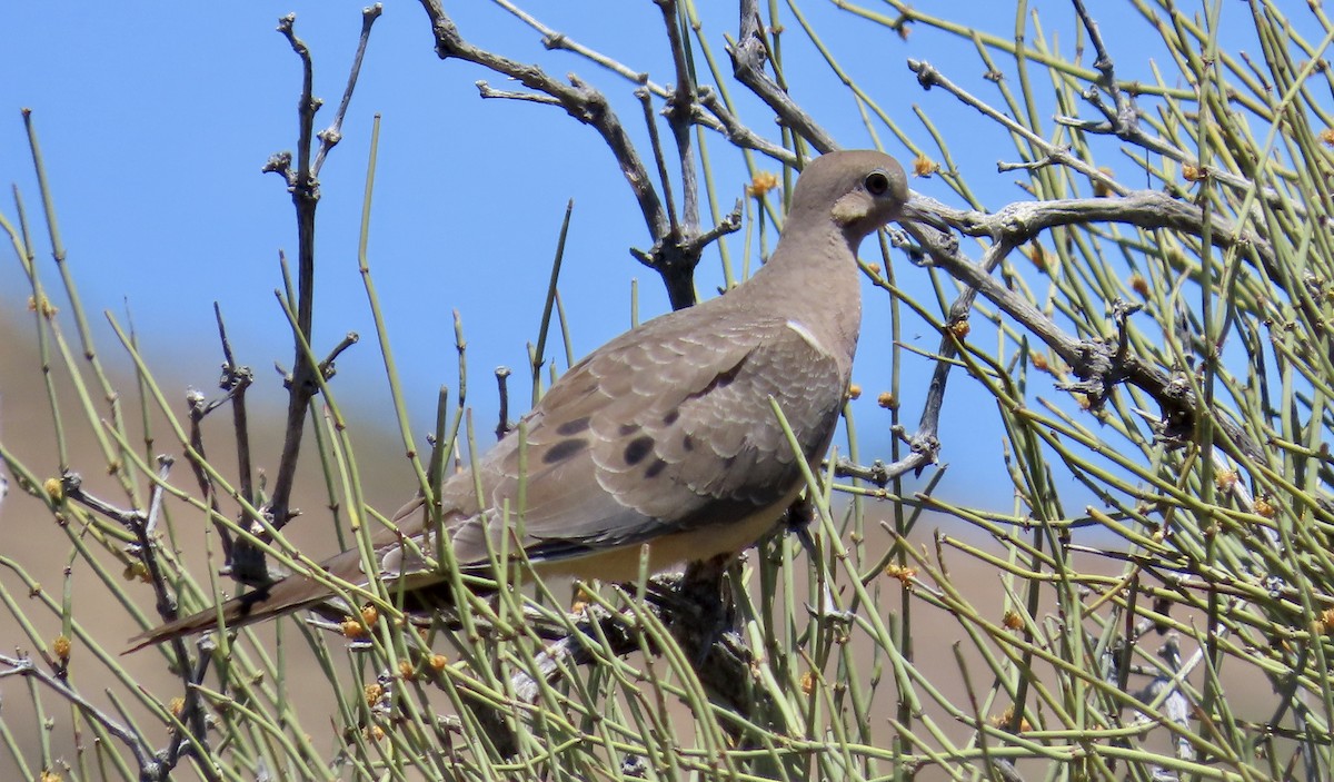 hrdlička karolínská - ML644906631