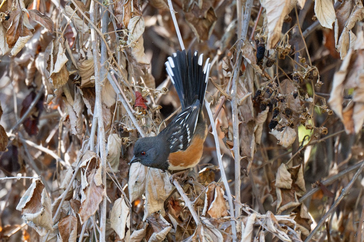 Spotted Towhee - ML644906633