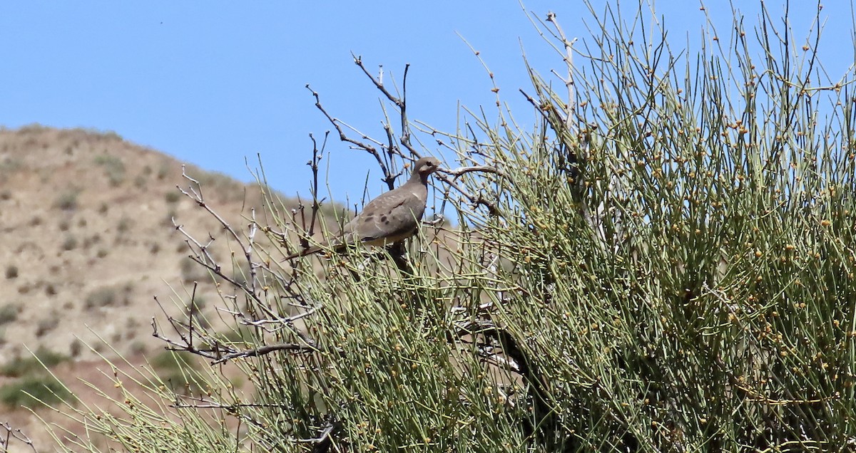 hrdlička karolínská - ML644906634