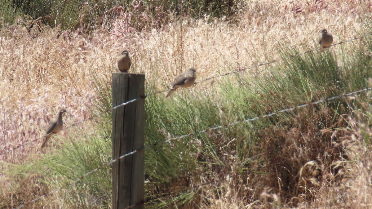 hrdlička karolínská - ML644906637