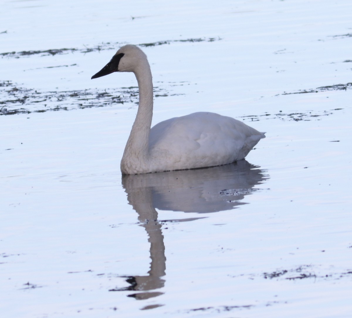 Trumpeter Swan - ML644906640