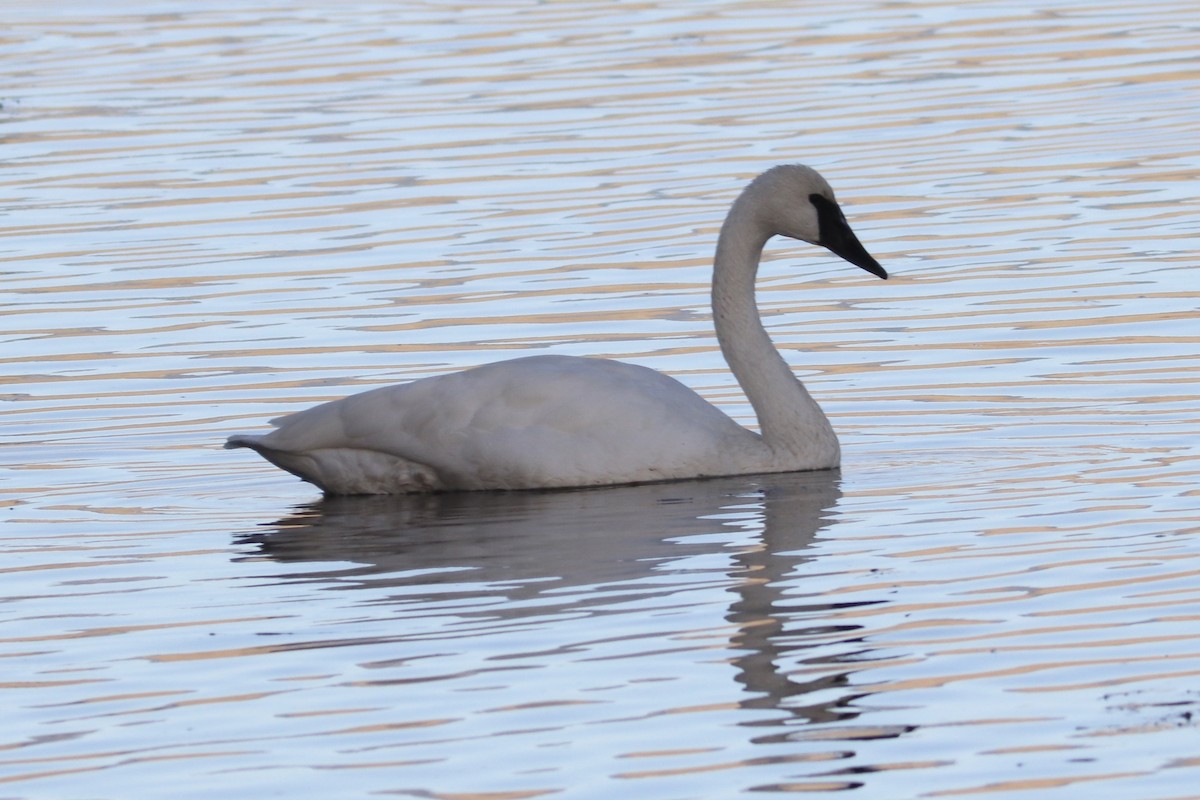 Trumpeter Swan - ML644906641