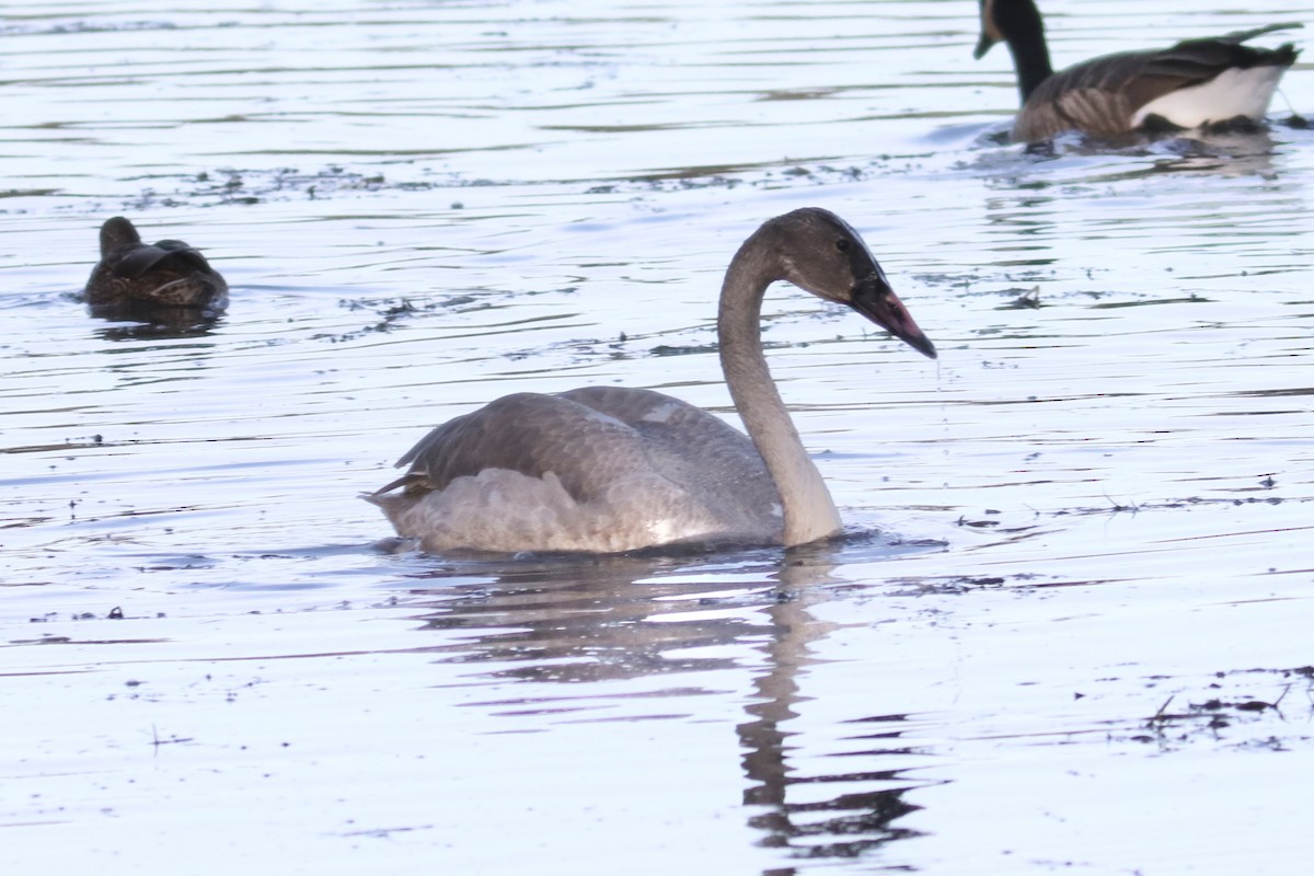 Trumpeter Swan - ML644906642