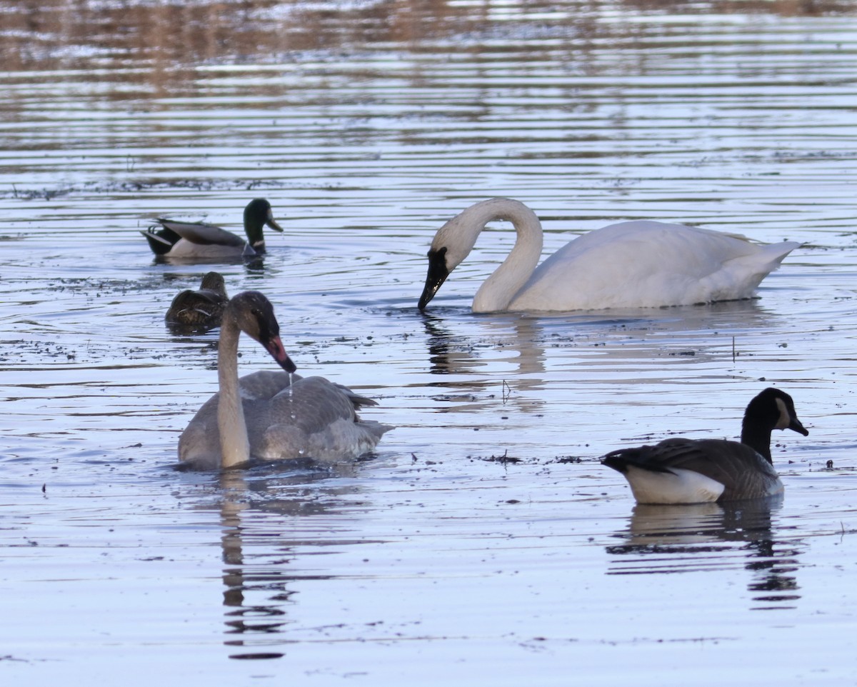 Trumpeter Swan - ML644906643