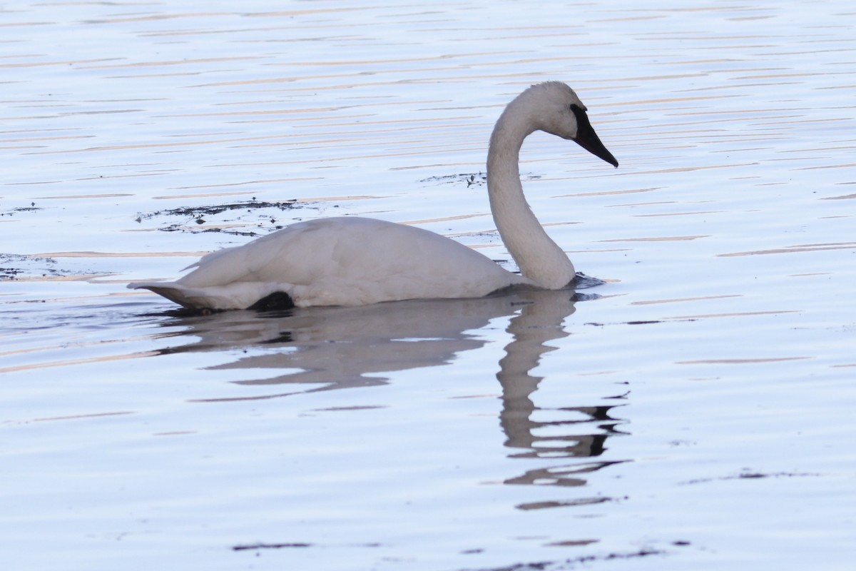 Trumpeter Swan - ML644906644