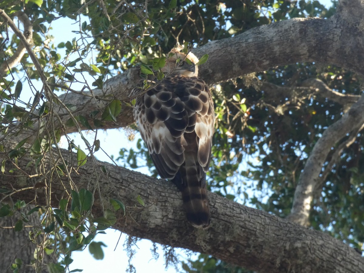 Changeable Hawk-Eagle - ML644906667