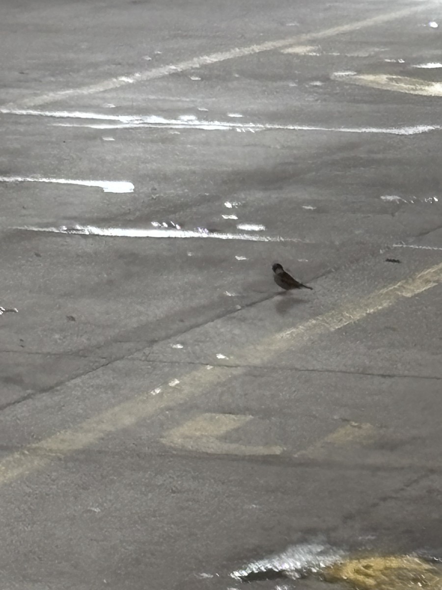 Оронгийн бор шувуу - ML644906668