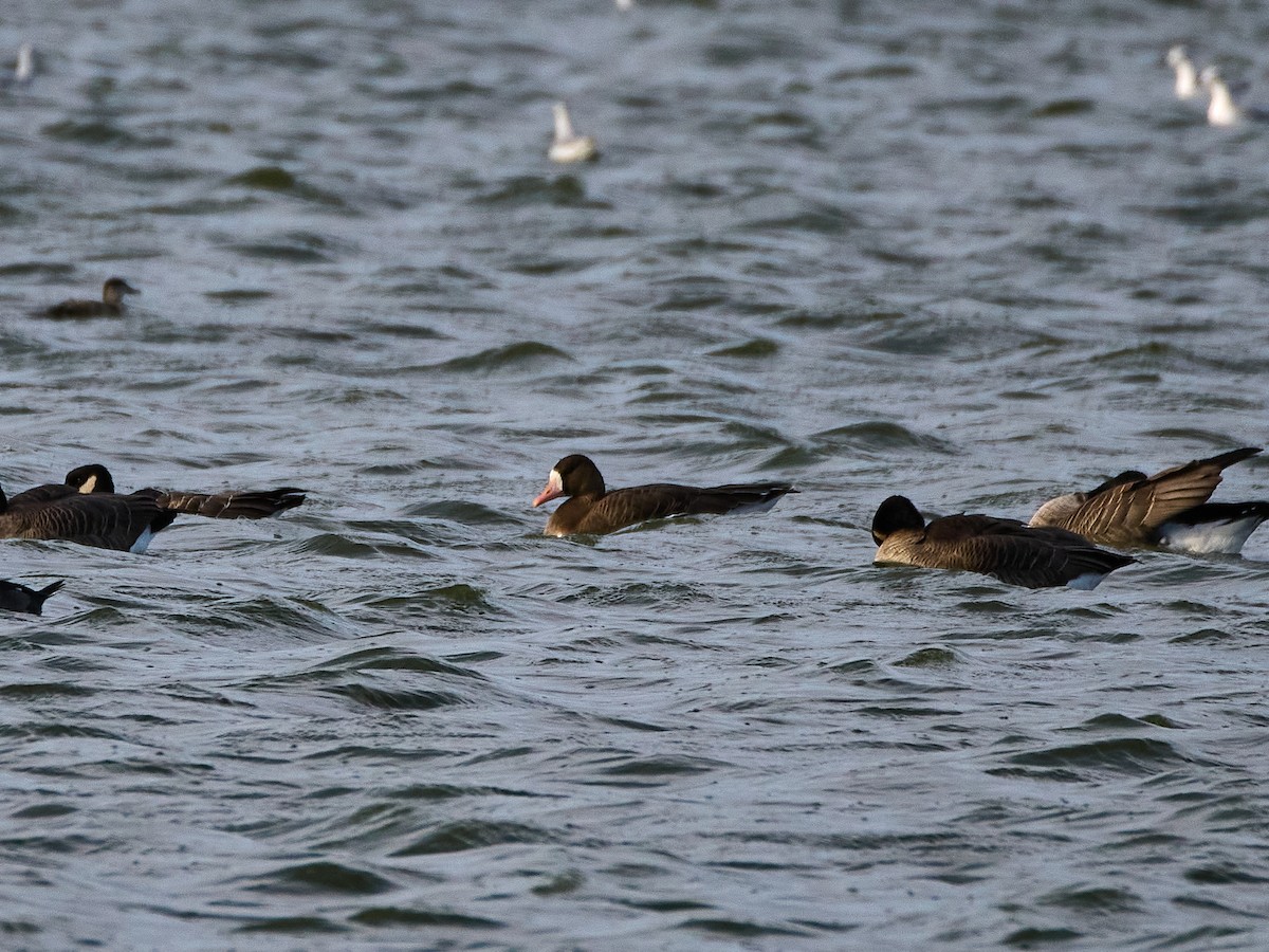 Sakarca - ML644906675