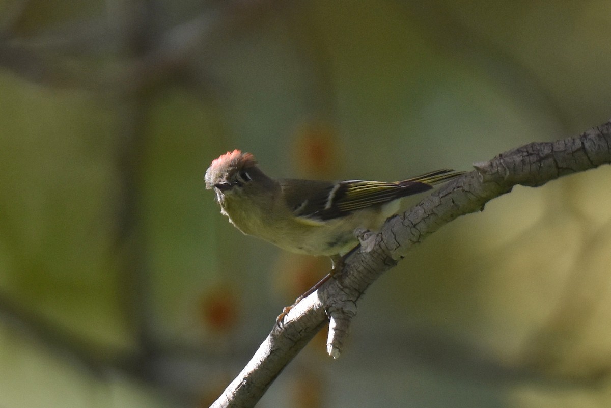 Ruby-crowned Kinglet - ML644906676