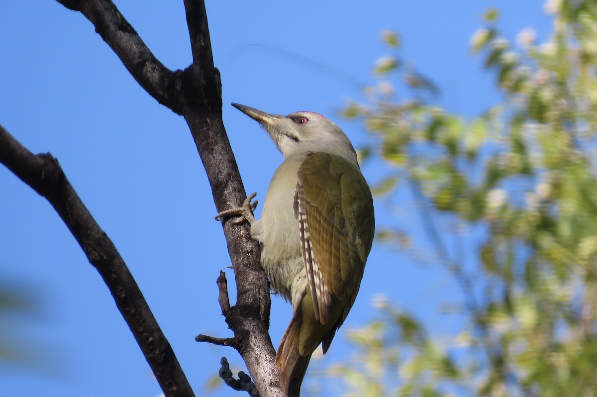 Pic cendré - ML644906681