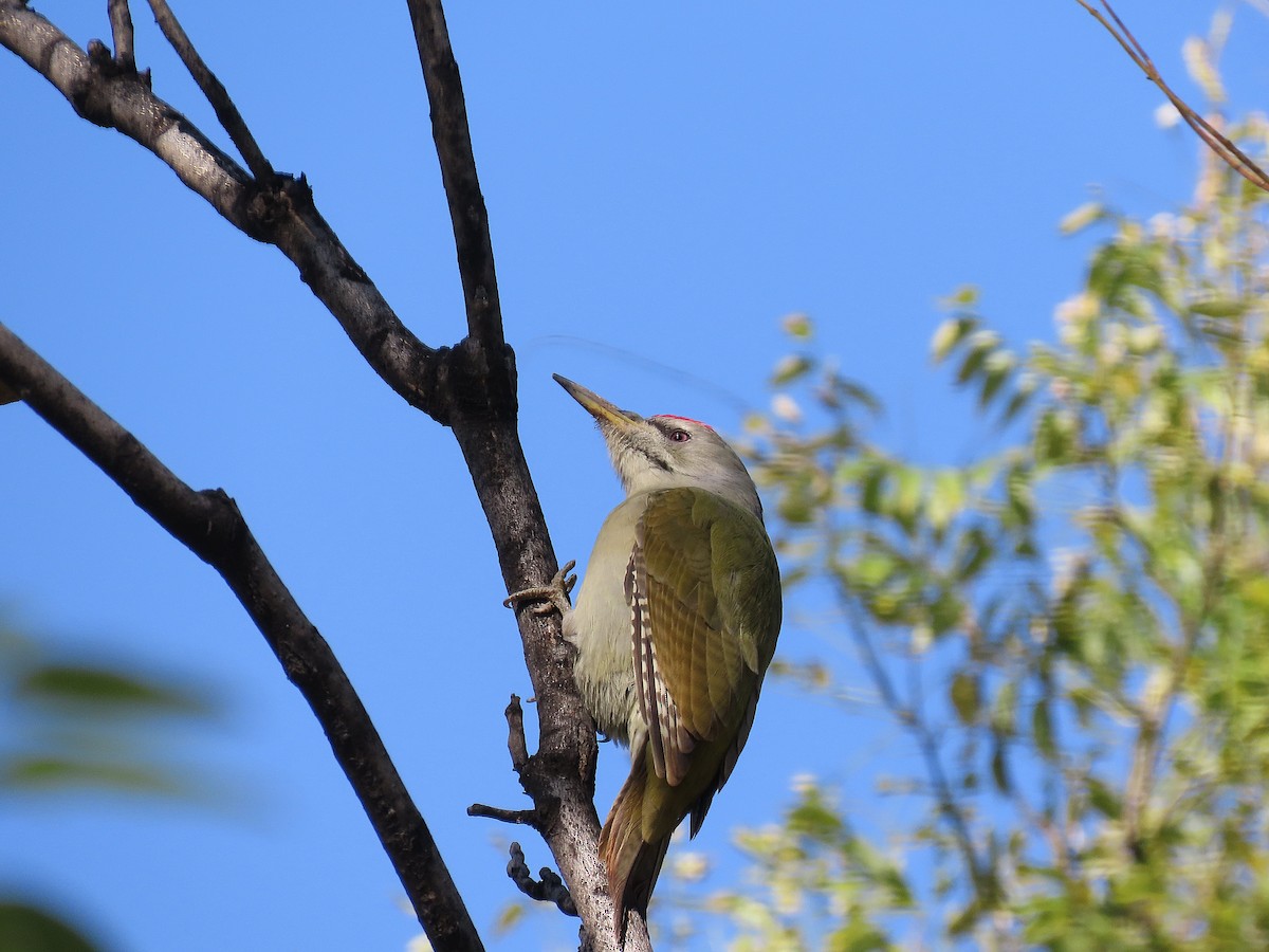 Pic cendré - ML644906682