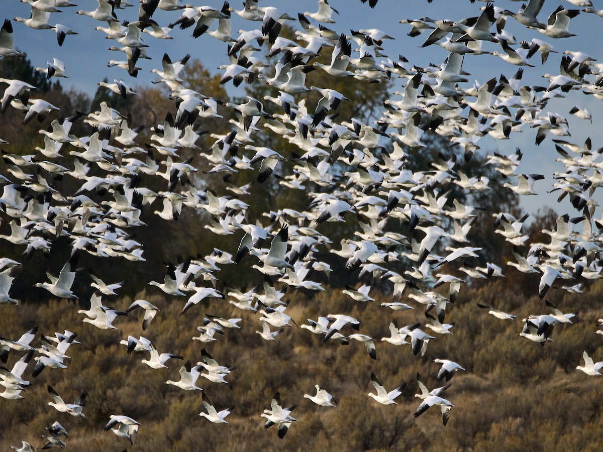 Kar Kazı - ML644906683