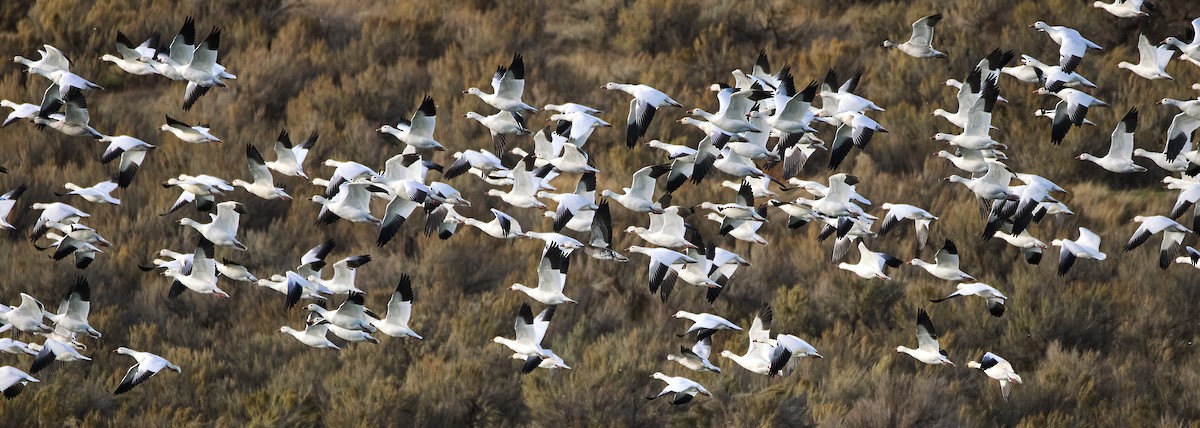 Kar Kazı - ML644906687