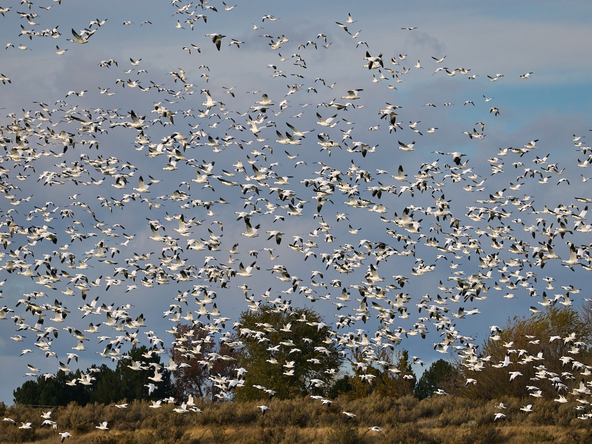 Kar Kazı - ML644906697