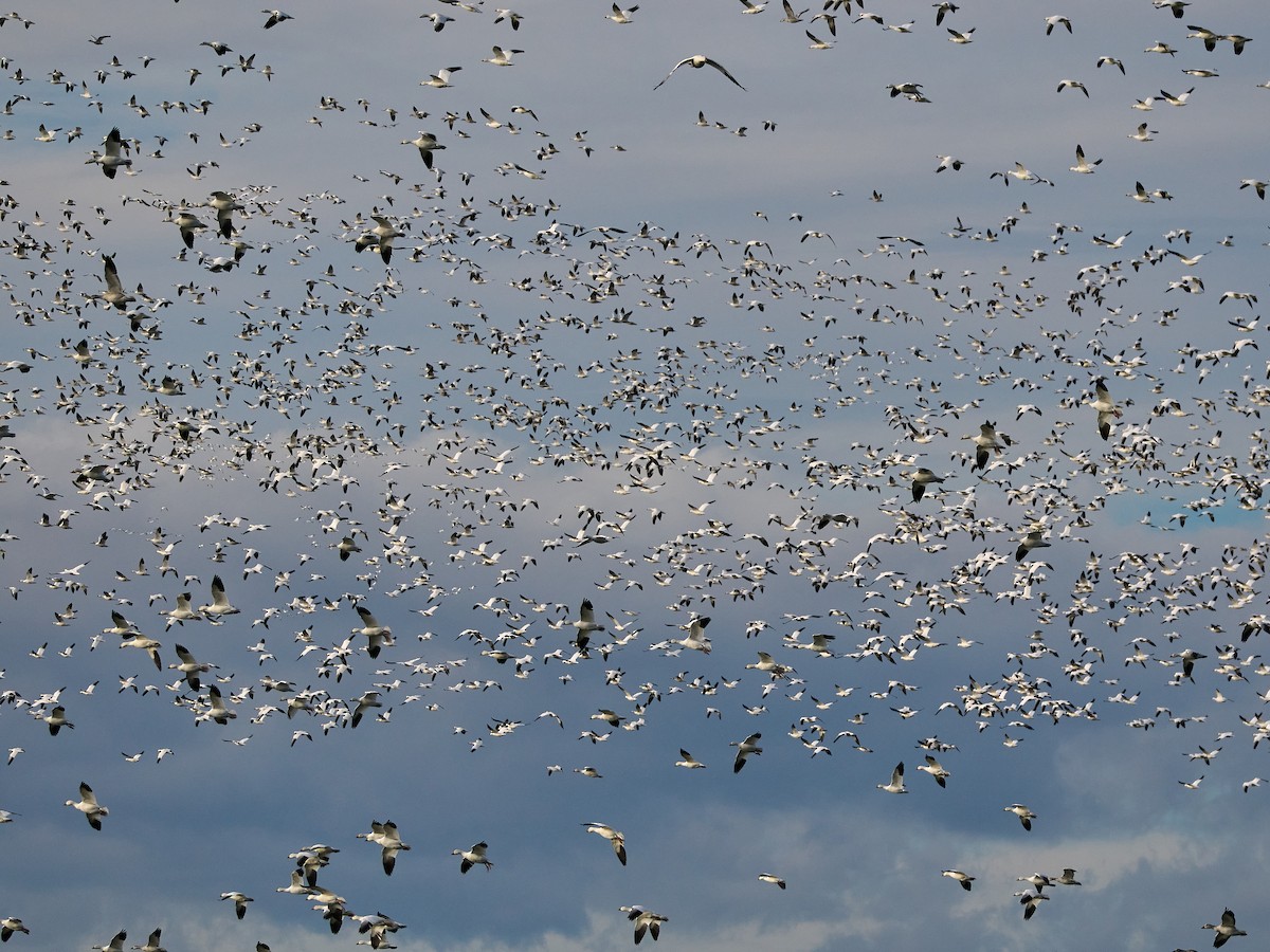 Kar Kazı - ML644906698