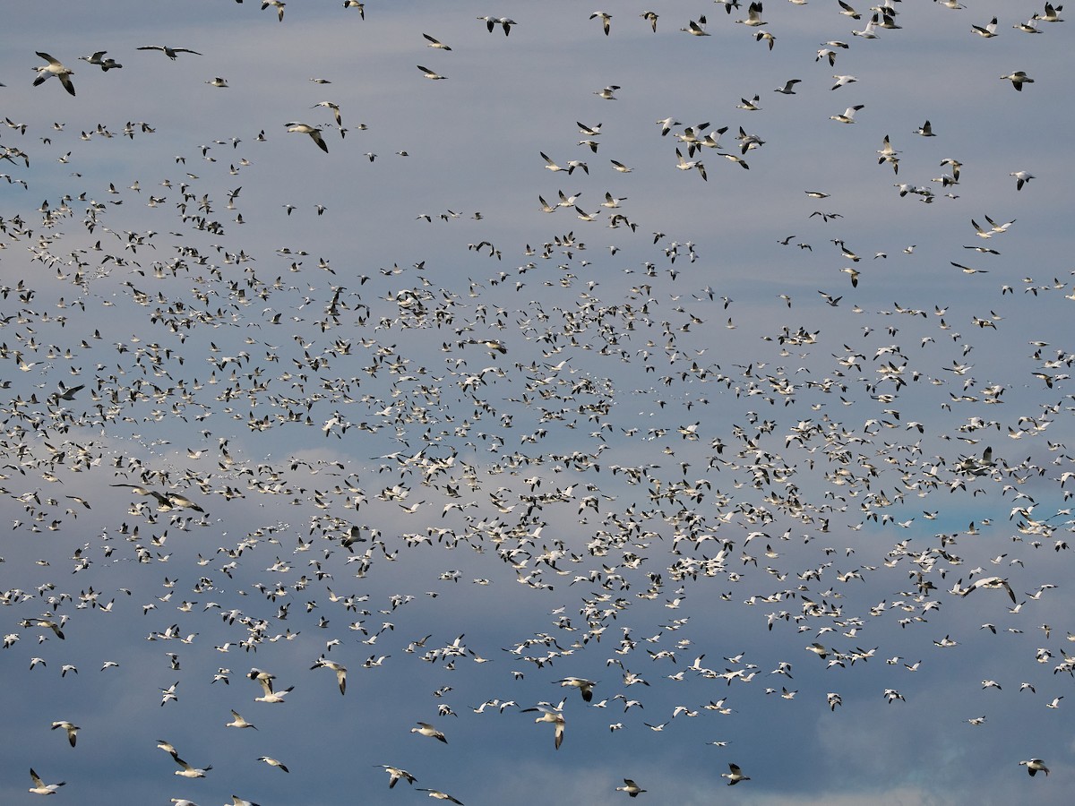 Kar Kazı - ML644906700