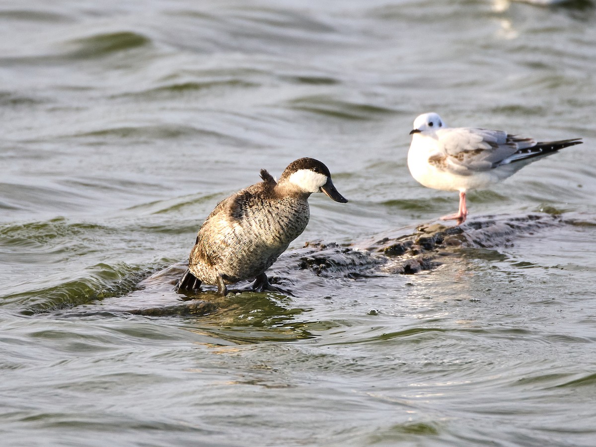 Amerika Dikkuyruğu - ML644906740
