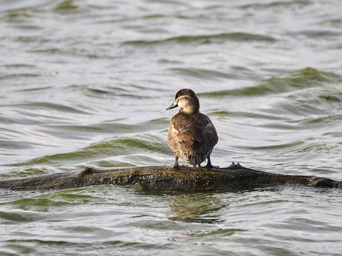 Amerika Dikkuyruğu - ML644906741
