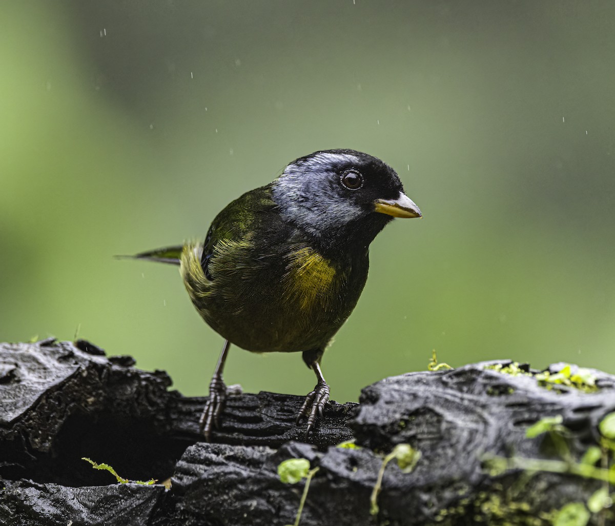 Moss-backed Tanager - ML644906742