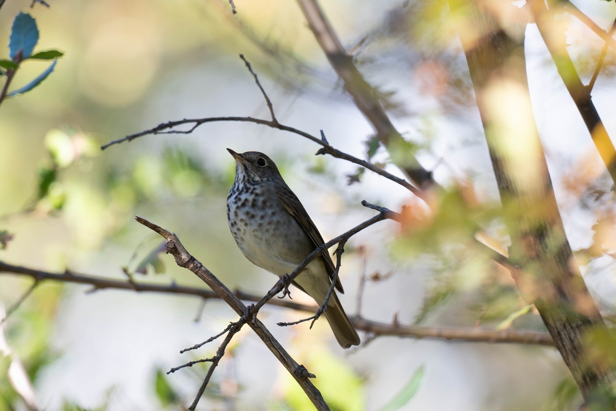Hermit Thrush - ML644906747