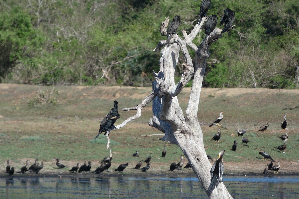 Doğu Yılanboyunu - ML644906781