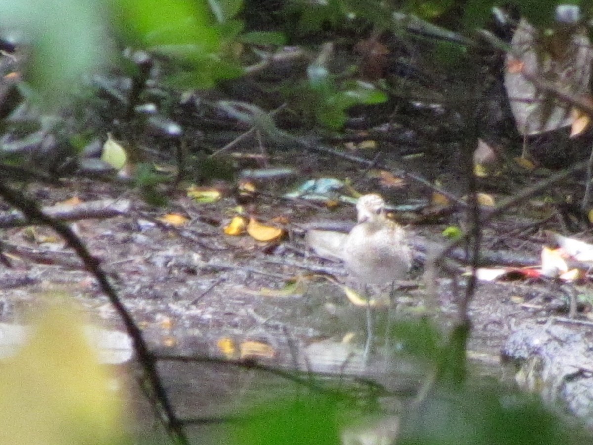 kulík pacifický - ML644906800