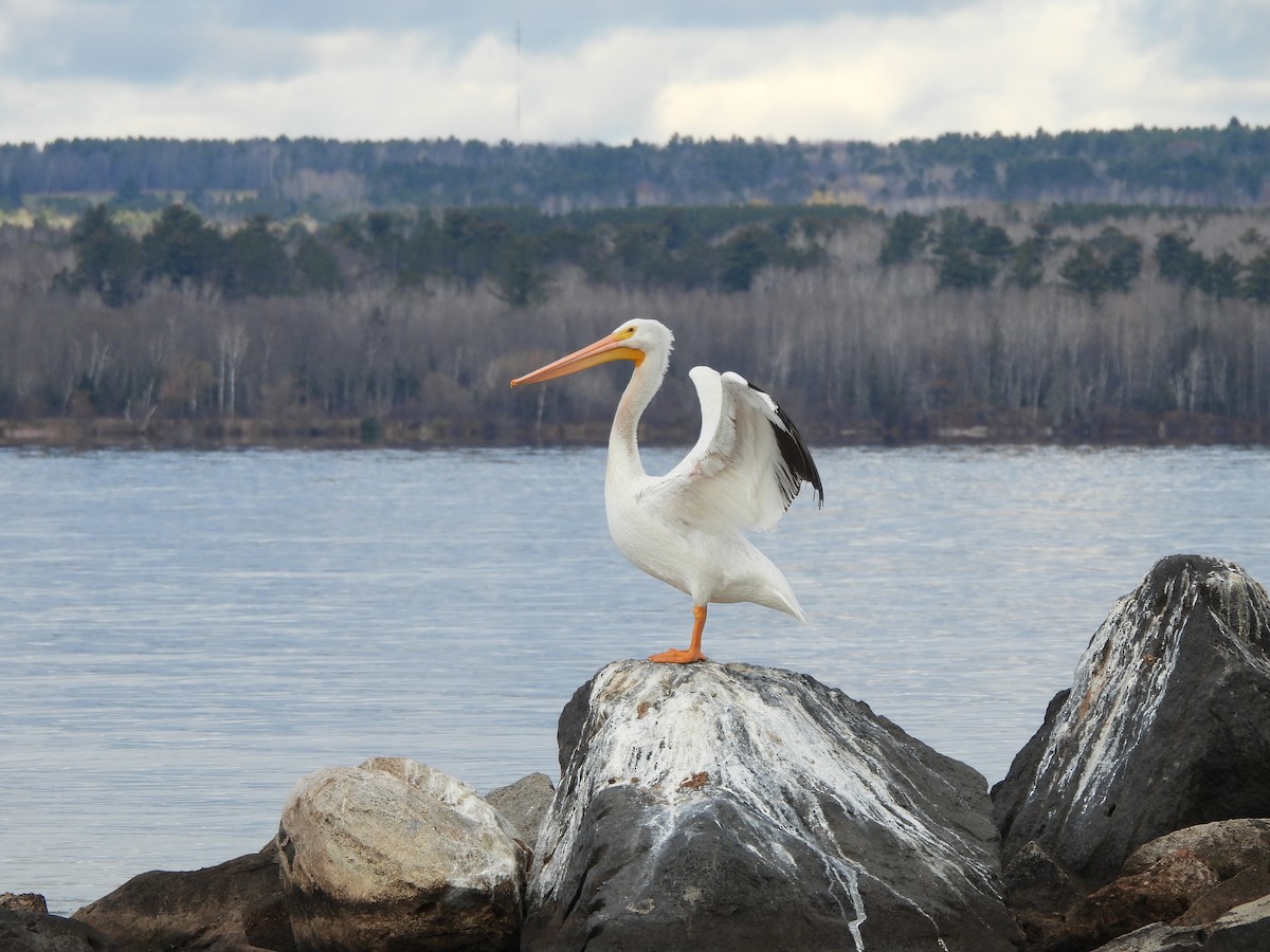American White Pelican - ML644906815