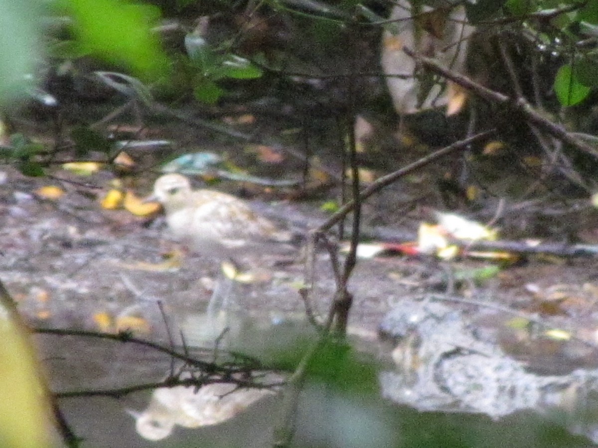 kulík pacifický - ML644906816