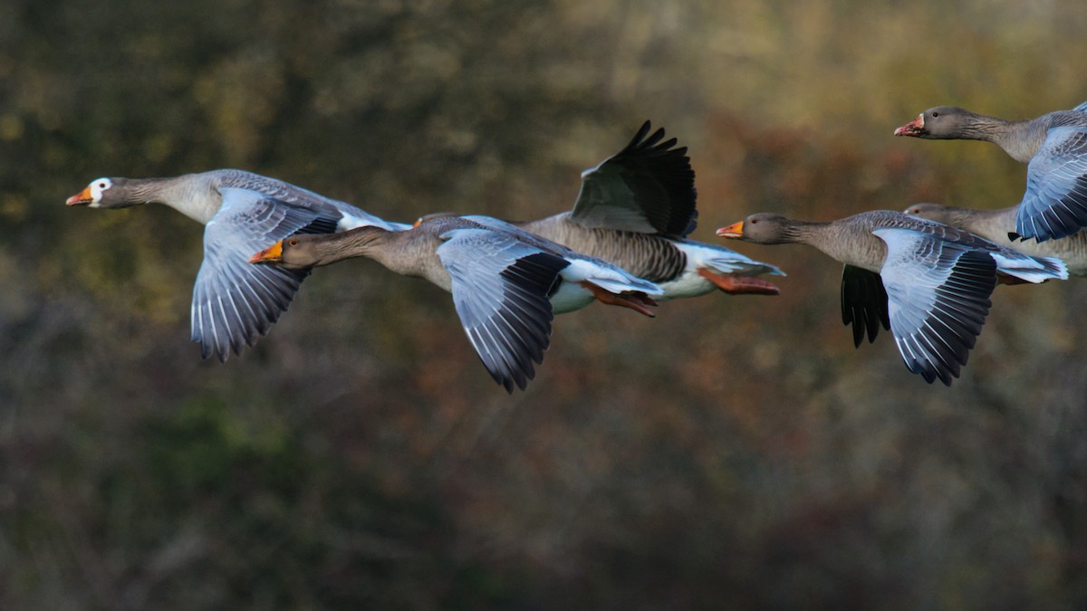 Graylag Goose - ML644906826