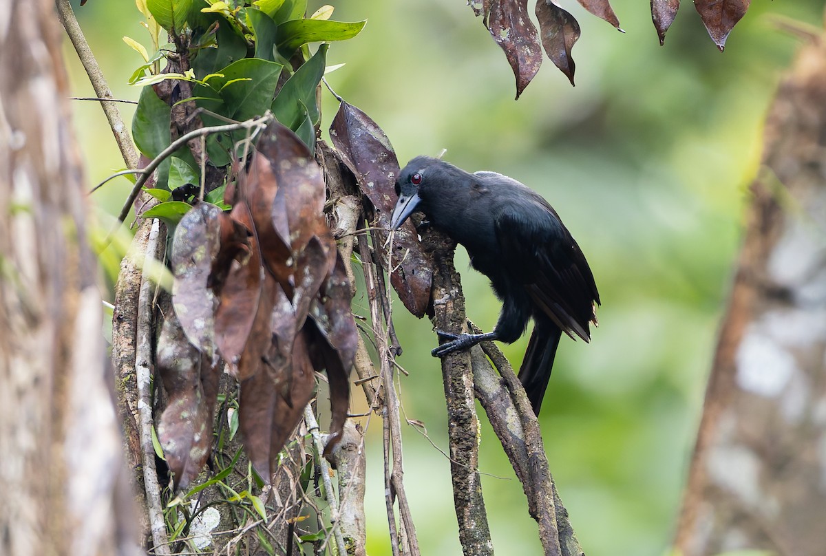 Obi Paradise-crow - ML644906829