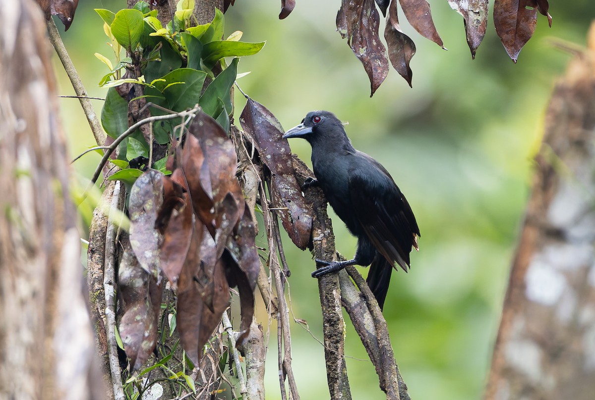 Obi Paradise-crow - ML644906830